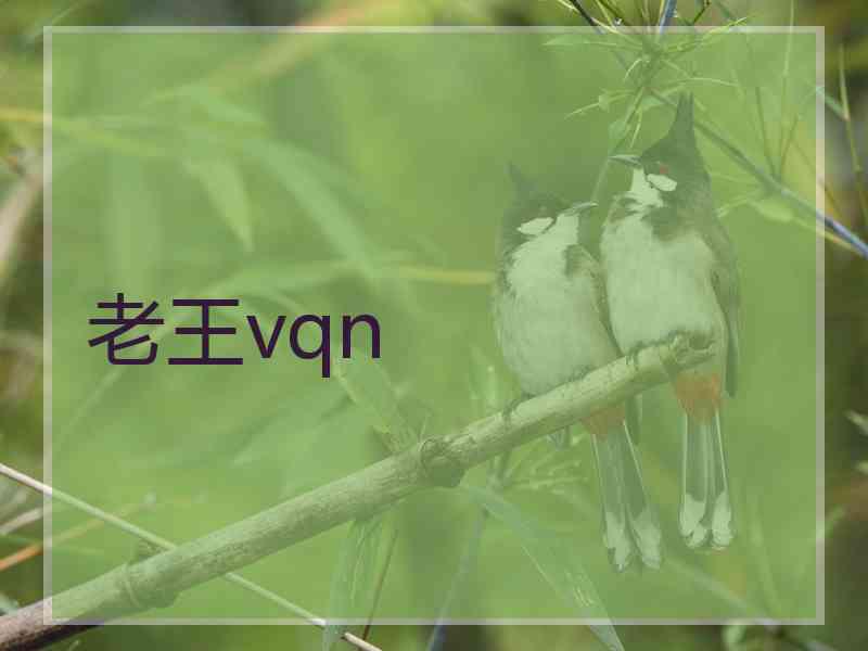 老王vqn