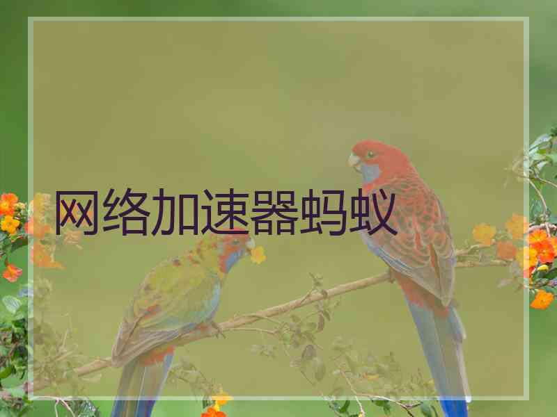 网络加速器蚂蚁