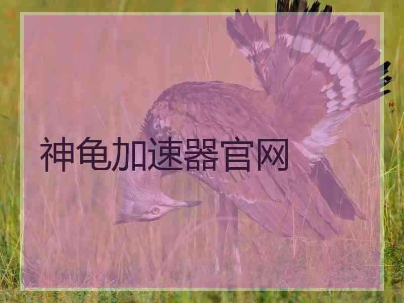 神龟加速器官网