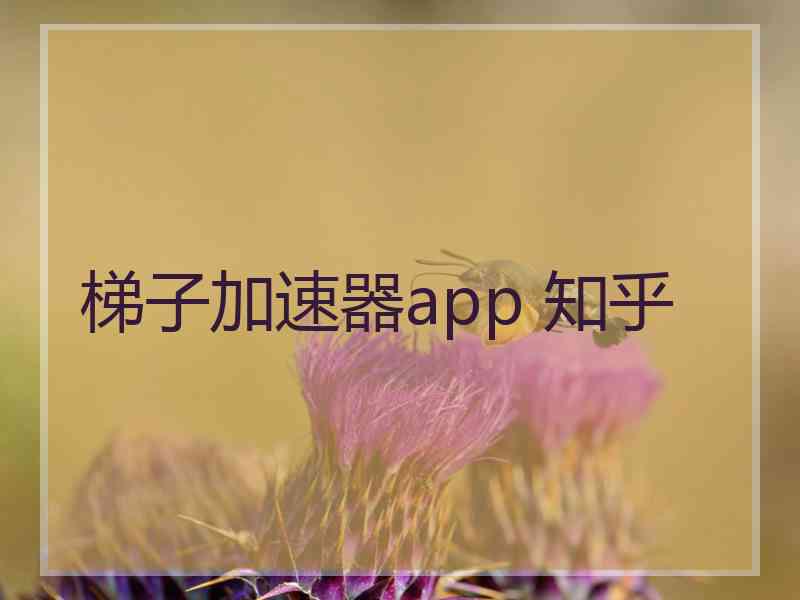 梯子加速器app 知乎